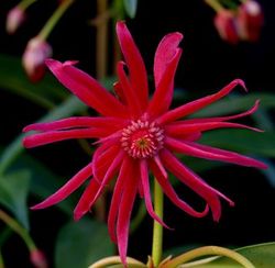 Star Flower Scorpio Red Anise, Illicium hybrid 'NCIH1'